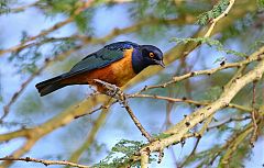 Hildebrandt's Starling